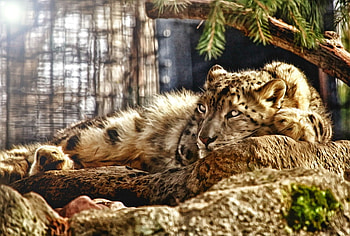 At rest, stripes, black, brown, leopard, resting, dappled HD wallpaper