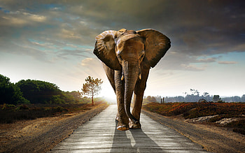 elephant on the road, evening, sunset, Africa, elephants, big elephant, wildlife, elephant HD wallpaper
