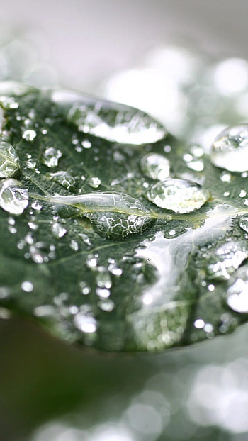 Whatsapp, Water Drop, Green Leaf HD phone wallpaper