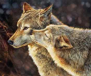 Wolf Kiss, artwork, predators, wolves, wildlife, painting, pair HD wallpaper