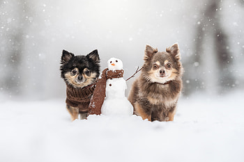 Animal, dog HD wallpaper