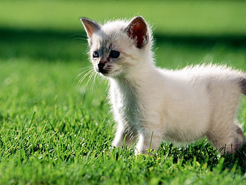 Animals, Cats HD wallpaper