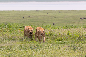 Animals, Grass, Predators, Big Cat, Lioness, Lionesses HD wallpaper