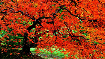 AUTUMN TREE, autumn, season, forest, tree HD wallpaper