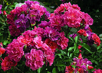 Flowers, Leaves, Bush, Greens, Garden, Chinese Rose HD wallpaper