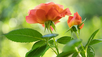 Rose So Proud, roses, garden, spring, fresh, Firefox theme, summer, green, blossoms, flowers, blooms HD wallpaper