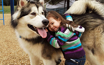 Alaskan Malamute, alaskan-malamute, animals, dog, cute, love HD wallpaper