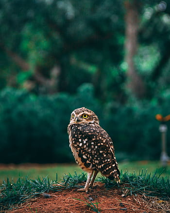 A detailed capturing a Burrowing Owl on natural habitat in Brazil. HD phone wallpaper