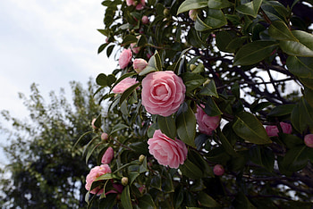 Flowers, Leaves, Bush, Branches, Bloom, Flowering, Camellia HD wallpaper