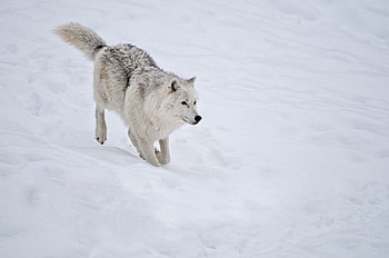 Artic Wolf, Spitfire, Chimo, Ford, DeSota HD wallpaper