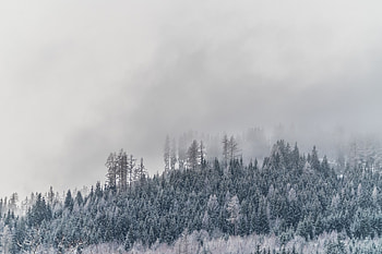 Winter, Nature, Trees, Fog, Frost, Hoarfrost, Snow Covered, Snowbound HD wallpaper