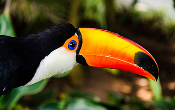 Toucan, Mac , Eye-catching design, Theme customizability HD wallpaper