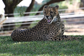 Animals, Leopard, Predator, Big Cat, To Fall, Mouth HD wallpaper