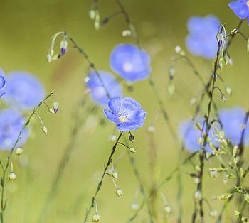 Meadow, bright blue flower, plants, spring HD wallpaper