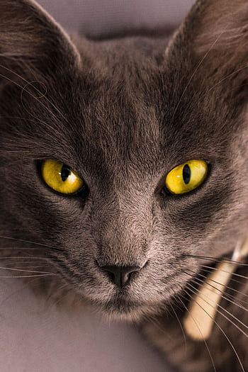 Detailed close-up of a grey domestic cat with striking yellow eyes and soft fur. HD phone wallpaper