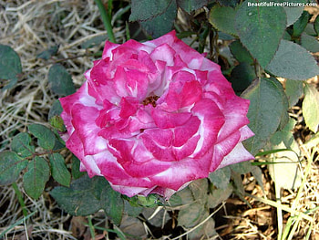 BEAUTIFUL ROSE, ROSE FOR LOVELY CAROL, rise, pink, carol, lovely HD wallpaper