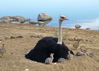 Mother and babies, Ostrich HD wallpaper