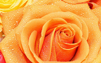 Drops, Macro, Rose Flower, Rose, Petals HD wallpaper