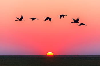 A serene of birds in flight silhouetted against a vivid sunset with a clear horizon. HD wallpaper