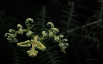 Furry Fern Fond, shadow, green, young, , new, fern HD wallpaper