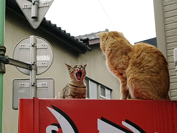 Animals, Cats, Couple, Pair, Fight, Scream, Cry HD wallpaper