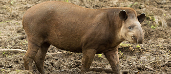 Tapir game, Ecuador, Local game, Tapir HD wallpaper
