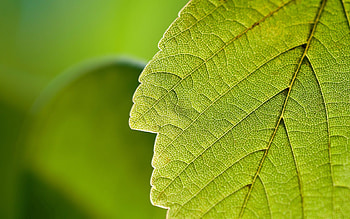 Nature, Macro, Sheet, Leaf, Greens HD wallpaper