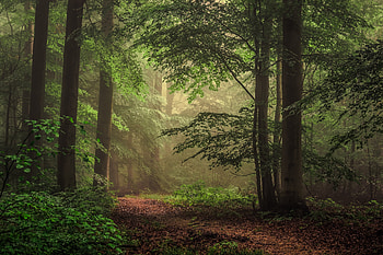 Tree, Nature, Path, , Forest HD wallpaper