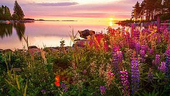 Sunset at the lake, sunset, landscape, trees, clouds, colors, sky, flowers HD wallpaper
