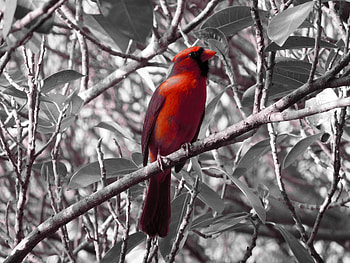 Animals, Bird, Sit, Branch, Red Cardinal HD wallpaper