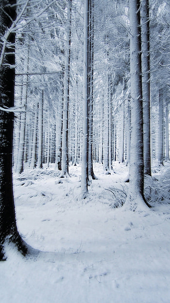 Winter Background, Cold HD phone wallpaper
