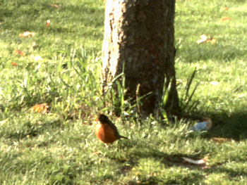 my true friend, grass, bird, love HD wallpaper