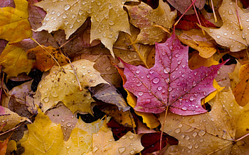 Leaves, one, yellow, fall, autumn, leaf, water, toamna, drops, pink, dew HD wallpaper