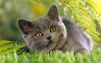 Cat, cats, animals HD wallpaper