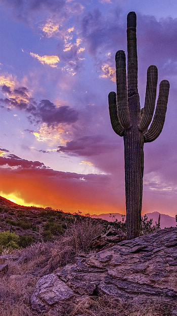 Arizona , , s, High quality HD phone wallpaper