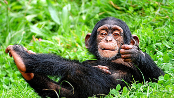 Animals, Grass, To Lie Down, Lie, Monkey, Playful HD wallpaper