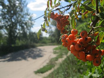 Nature, Summer, Berry, Bunch, Rowan HD wallpaper