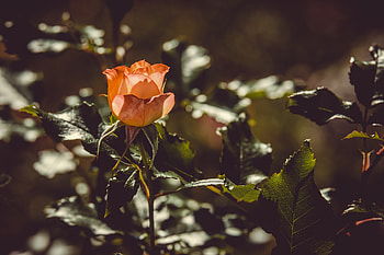 Flowers, Bush, Rose Flower, Rose, Bud, Sunlight HD wallpaper