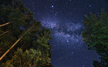 Starlit Forest Dreams: Nightscape, nature, night HD wallpaper
