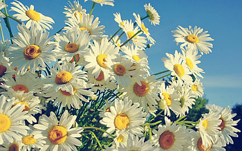 Daisy laptop , Nature's charm, Delicate petals, Laptop beauty HD wallpaper