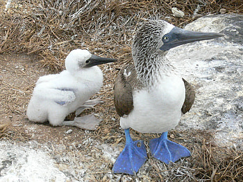 Blue footed booby, Marnixs bird gallery, Bird, Adorable HD wallpaper