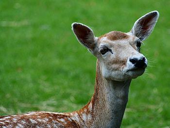 MOM I AM LOST, cute, adorable, fawn, lost HD wallpaper