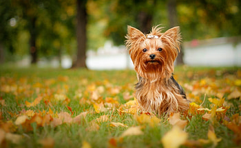 ultra , Yorkshire Terrier, Background HD wallpaper