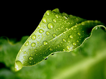 Drops, Macro, Sheet, Leaf HD wallpaper