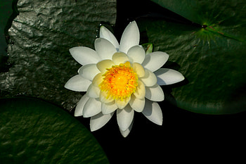 Water lily, white, flower, leaves, bloom HD wallpaper