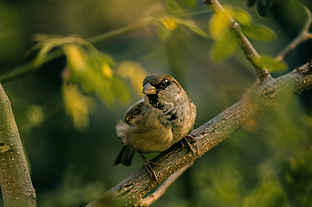 Animals, Bird, Sparrow, Blur, Smooth HD wallpaper
