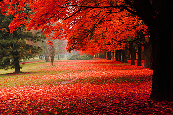 Red Autumn, leaves, fall, trees, autumn, nature, splendor HD wallpaper