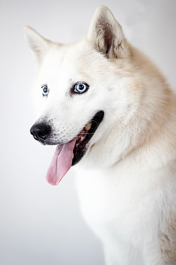 Animals, Dog, Protruding Tongue, Tongue Stuck Out, Husky HD phone wallpaper