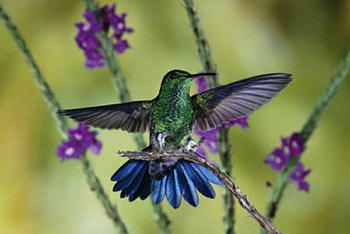 Hummer in Flight, colorful, birds, purple flowers, animals, hummingbird HD wallpaper