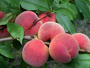 Fruits, Food, Peaches HD wallpaper